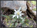 Edelweiss