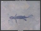 Triton alpestre