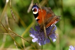 un papillon qui butine