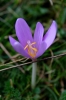 Un crocus