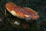 C'est l'automne, la saison des champignons !!