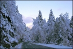 30 octobre 2008 - on relève plus de 30 cm de neige sur le plateau du Vercors, c'est beau, tout simplement ...