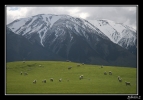 Paysage du Canterbury