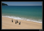 Les pinguins !
