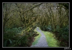 Milford track et sa foret