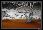 Etrangete sur Steward Island