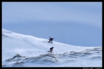 Poulpy & Chacha; Duel en swallow