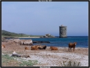 Vaches corse