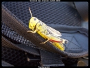 Passager clandestin sur sac a dos