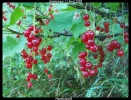 fruits d'été
