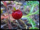 Fruit d'été