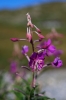 Une des dernière fleur d'automne