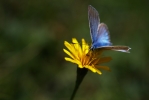 Un petit papillon