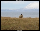En Islande 5 X plus de moutons que d'habitants !!