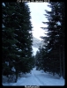 Dans les bois