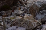 oiseau