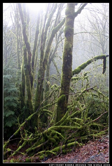 La jungle de Mont Baker (WA) - 