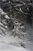J'ai photographié Per Huss à Serre-Chevalier avec un flash plus global pour inclure les arbres.
