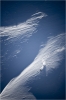 Henrik Honken Hedvall sur la neige dure de Serre-Chevalier. Je garde toujours l'oeil ouvert pour ce jeu entre l'ombre et la lumière.