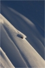 Pour notre dernier jour, nous trouvons une neige absolument parfaite sur le glacier qui enrobe ces spines. Eric pose d'ultimes virages dans le soleil couchant.