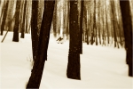 Reggie Crist, homme des bois.