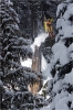 Tanner Hall pose la main sur un tronc d'arbre couvert d'un champignon de neige à Retallack. J'ai shooté cette action avec un angle plus large et la photo est devenue une pub Oakley.  