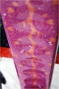 Elan : détail du waveflex sur un modèle femme.
