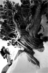 Le bois, trait d'union entre le snowboard et la nature.
