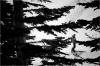 Une belle plante parmi les branches.