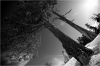 Entre les arbres centenaires , l'Am�ricaine Jesse Mc Millan.