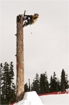 The Log of Love.