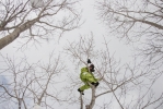 Nico l'arboricole