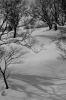 Arbres