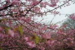 les pruniers (?) en fleur à Tokyo