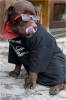 Paty dog