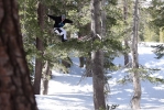 Nico Vuignier, sur son arbre perché...