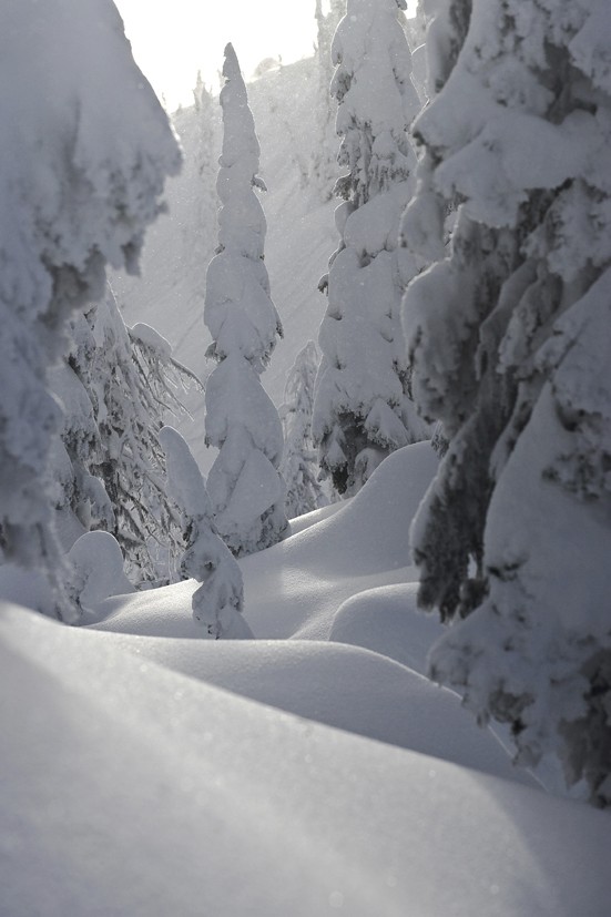 La for&ecirc;t magique de Whitewater, BC, Canada