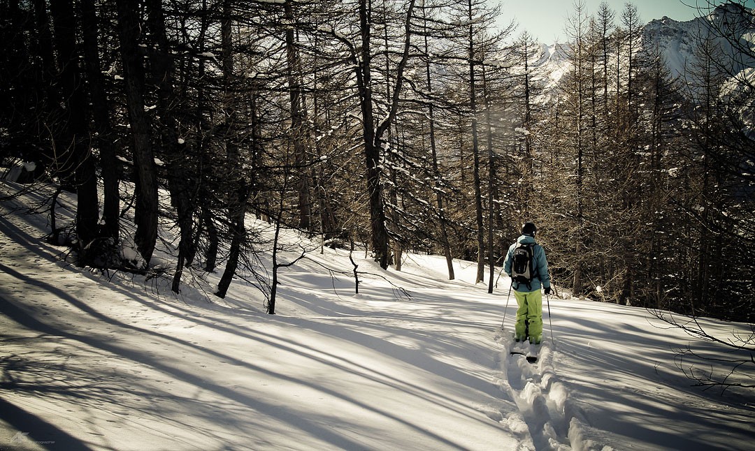 Dans la for&ecirc;t. 