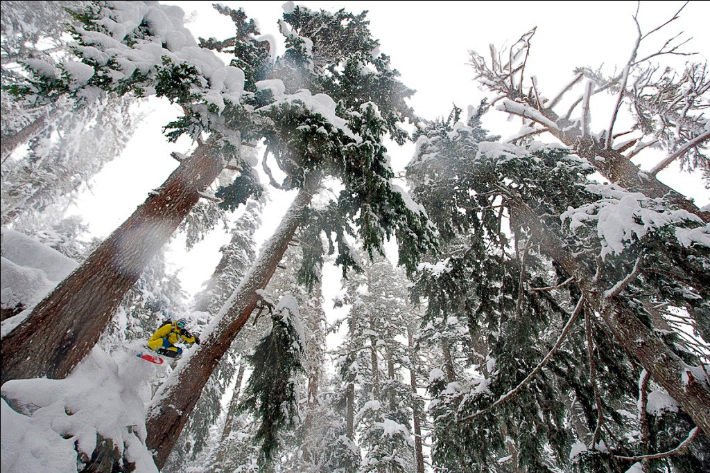 La for&ecirc;t enchant&eacute;e de Mt Baker.