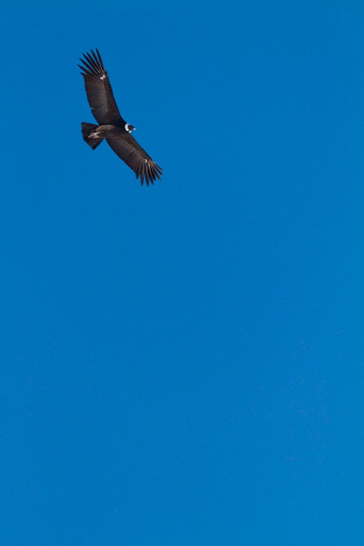 Le pays des Condors
