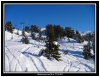 Dans les bois