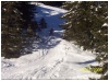 Les sous-bois du danger.