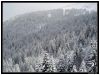 Forêt noire