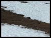 Marmotte au galop