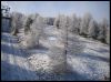 Les arbres givr�s