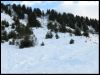vive les sapinoux !!