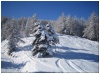 Un sapin eneig�