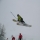 theskieurofgap