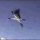 pipit