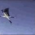 pipit